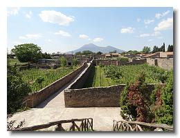 2011 05 12 Pompeii - vineyards